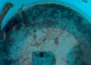Ilha Solteira inicia levantamento para medir presença do mosquito Aedes aegypti