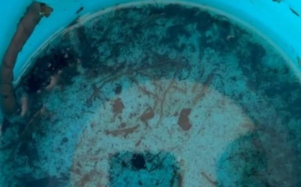 Ilha Solteira inicia levantamento para medir presença do mosquito Aedes aegypti
